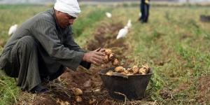 بسبب تقلبات الجو.. الزراعة تحذر المزارعين من زيادة أمراض المحاصيل