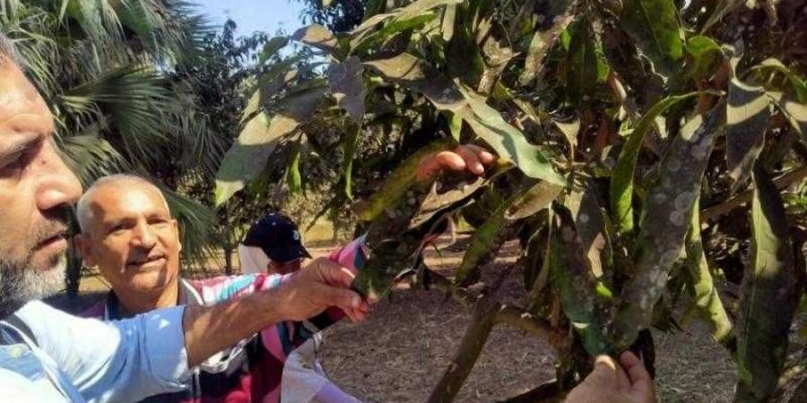 «الزراعة»: تقديم الدعم الفني والإرشادي لمزارعي البساتين في محافظة الغربية