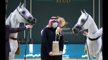 بطولة المملكة الدولية لجمال الخيل العربية الأصيلة “كحيلة” بالرياض