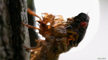 تفاصيل عن حشرات الزيز الزومبي وتجهيز عدة ولايات أمريكية لمواجهتها