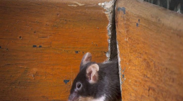 قولي وداعا للفئران”.. طريقة جهنمية للتخلص من الفئران نهائيا بدون مبيدات مضرة