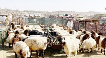 أسعار المواشي بالمملكة قبل ساعات من عيد الأضحى.. وزارة البيئة تعلنها رسميا