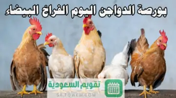بورصة الدواجن اليوم الفراخ البيضاء الثلاثاء 18 يونيو 2024 بالأسواق