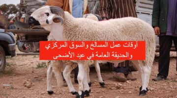 أمانة عمان تعلن مواعيد وأوقات دوام المسالخ في عمان والحديقة العامة وسوق اللحم المركزي خلال عطلة عيد الأضحى