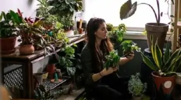4 نباتات منزلية تخفف الحر لازم تكون في بيتك .. اشتريهم من أي مشتل