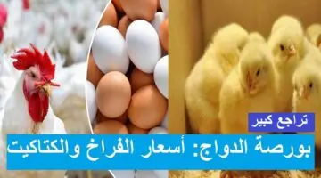 انخفاض حاد في سعر الفراخ اليوم وأسعار الكتكوت الأبيض في بورصة الدواجن