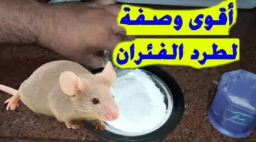 مش هتلاقيهم تاني نهائي في البيت وبدون اضرار .. طريقة التخلص من الفئران الموجودة في المنزل نهائيا