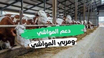 شروط التسجيل في دعم صغار مربي الماشية 1446 وطريقة الاستعلام عن الإعانة