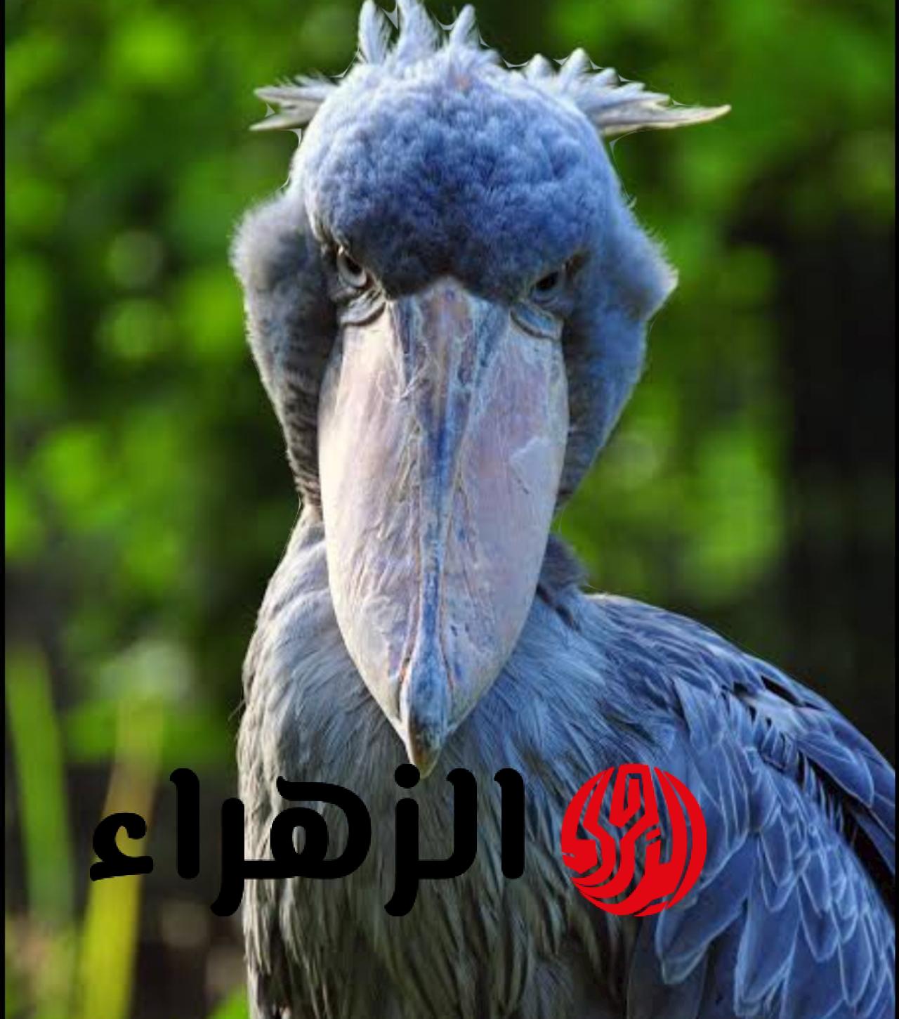 «أبو مركوب»: أغرب طائر في العالم يثير الدهشة في شوارع السعودية! يأكل التماسيح.. اكتشف شكله المذهل!
