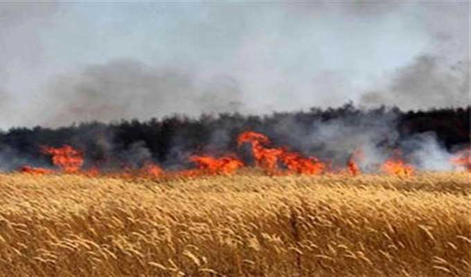 عاجل: اشتعال حريق ضخم يدمر مساحات شاسعة من مزارع الحبوب في المنطقة